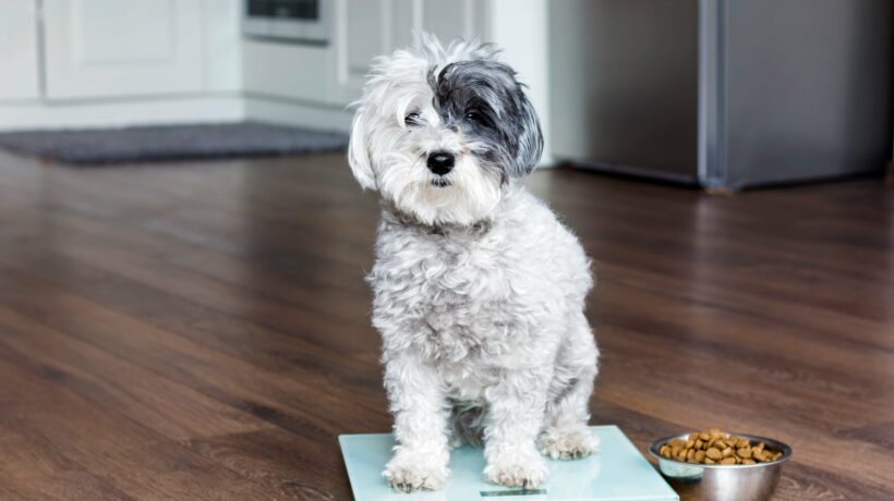animal health - cute poodle dog on weigh scales