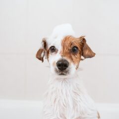 Conditioning shampoos