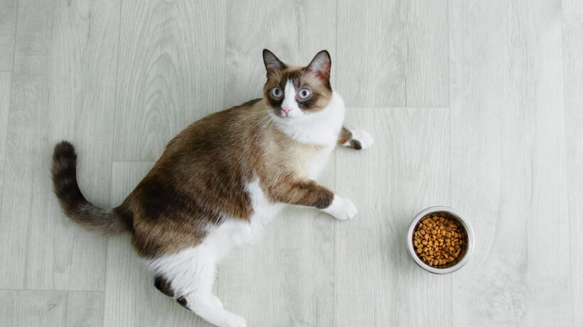 Snowshoe cat breed lying on the floor and bowl of cat dry food.