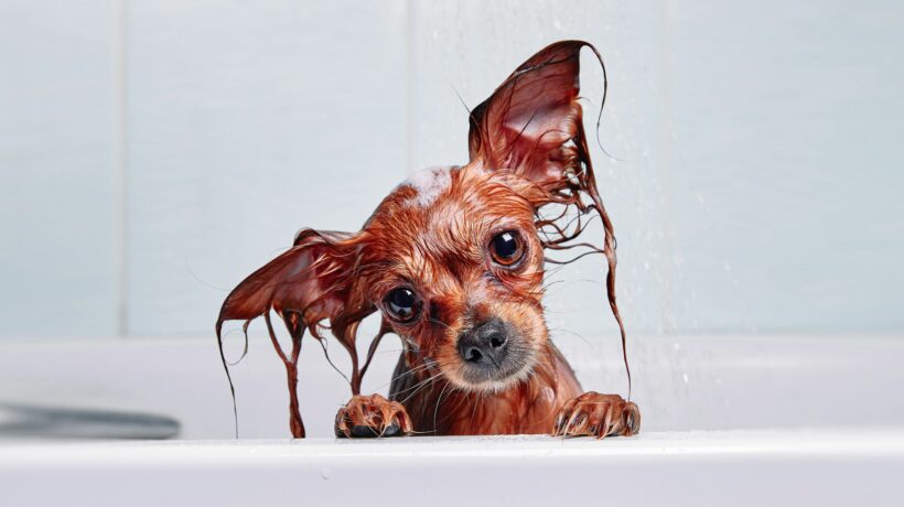 Funny little wet dog in bathroom. Dog takes a shower. Russian Long Haired Toy Terrier (Canis lupus familiaris).