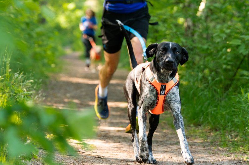 Running – how can I start canicross?