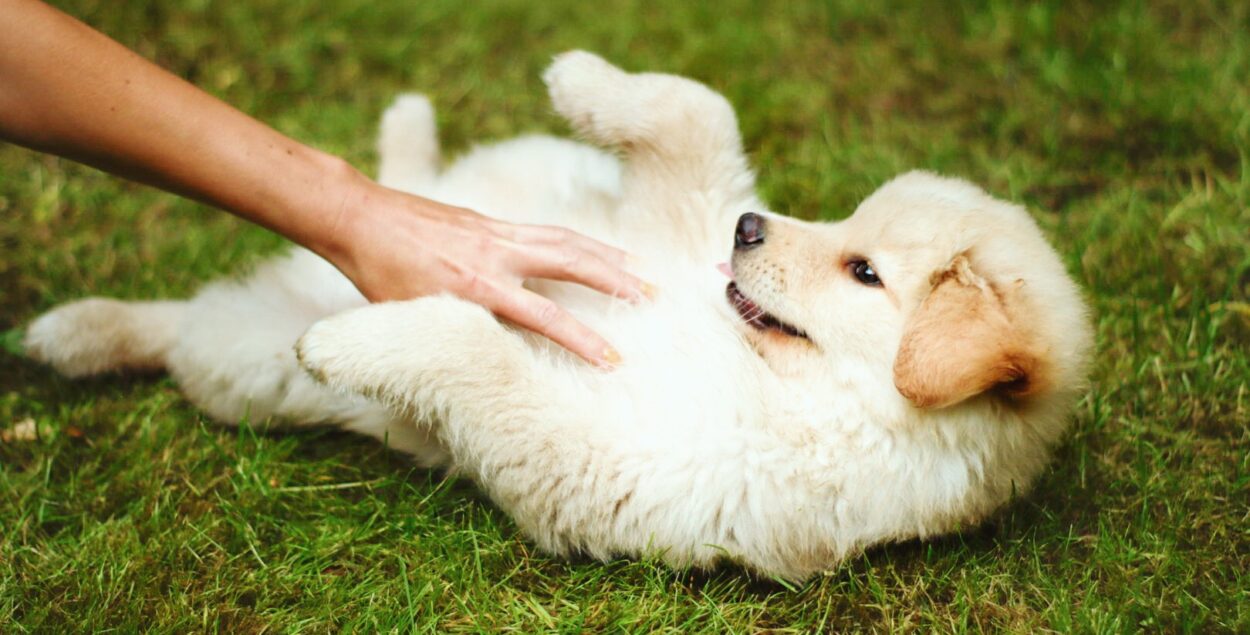 Dog socialisation – how to do it wisely. A carer’s guide